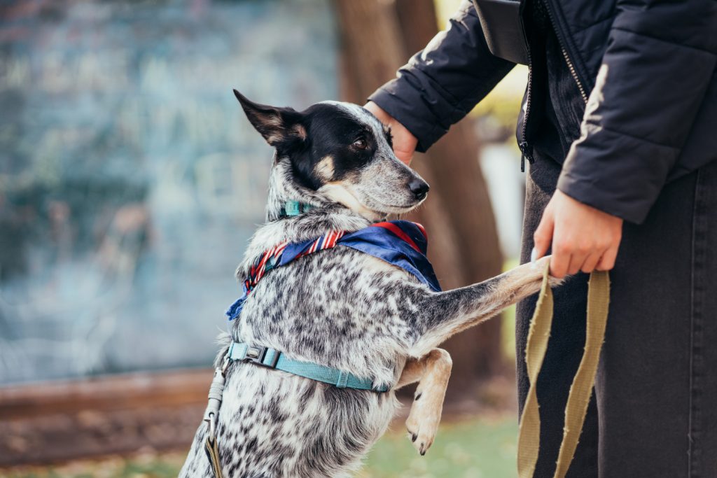 https://www.magnific.com/free-photo/woman-dog-going-walk-autumn-park_7408553.htm#fromView=search&page=1&position=6&uuid=7caf7f52-3062-402d-9159-cbf2272e9959&track=ais_hybrid&query=perro+rescatista.jpg