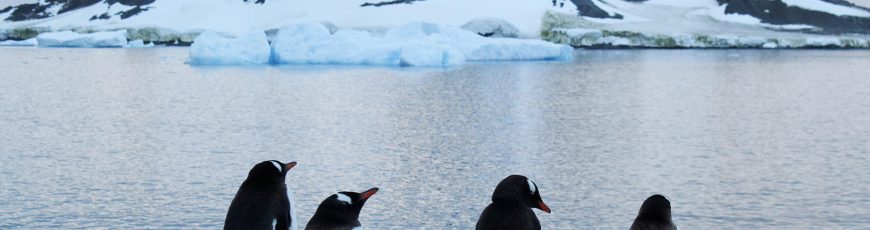 Antarctica 2030 insta a los gobiernos a fijar una gran área de protección en la Antártida