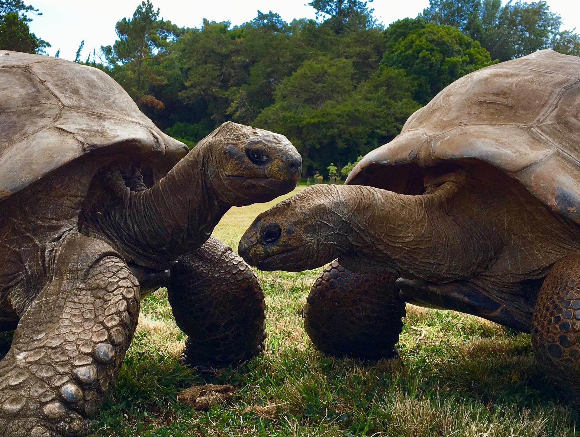 ¿Qué secreto de longevidad atesora una tortuga de 194 años?