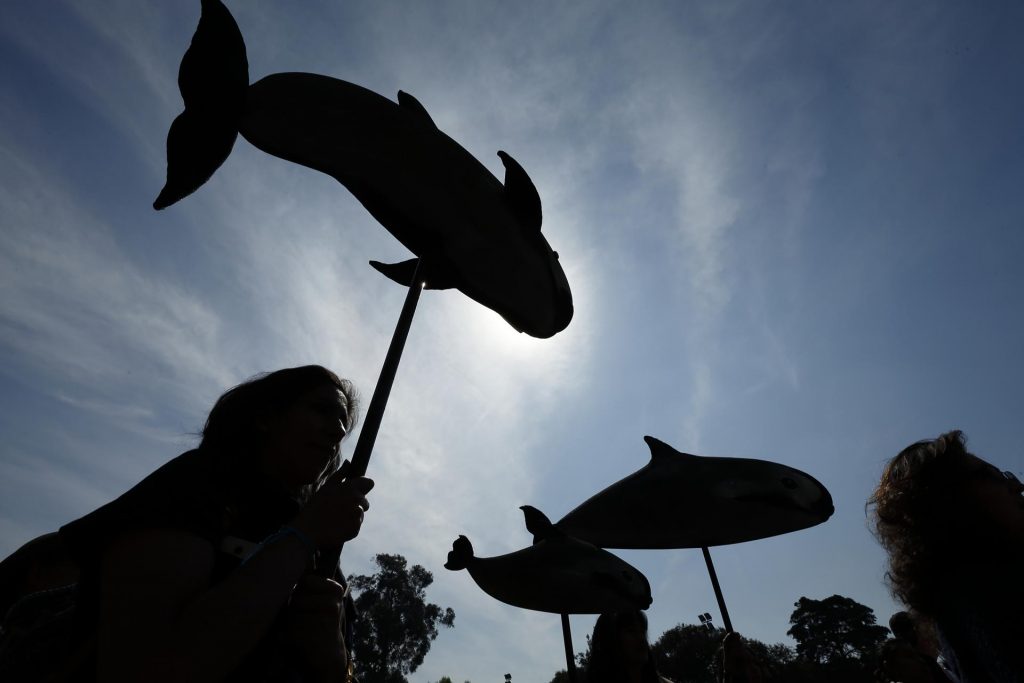 En la imagen de archivo, activistas participan durante una protesta a favor de la conservación de las vaquitas marinas celebrada en Ciudad de México (México). EFE/José Méndez