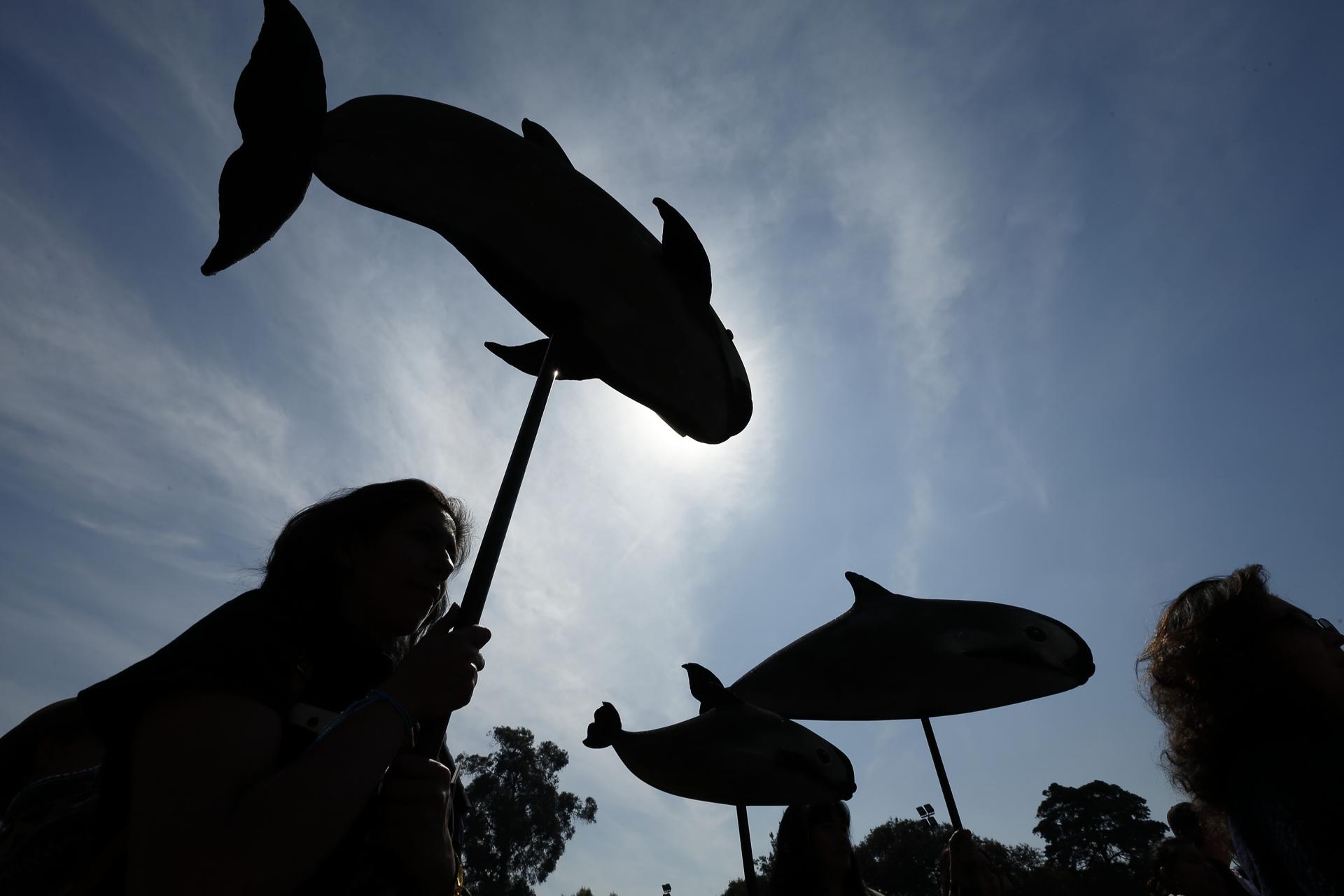 La situación de la vaquita marina mexicana, a examen en la próxima reunión de CITES