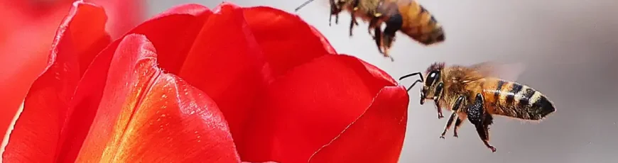 Qué significa para la humanidad la sexta extinción masiva de la Tierra