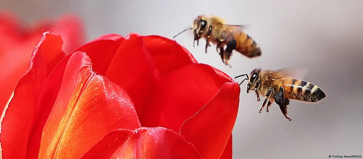 Qué significa para la humanidad la sexta extinción masiva de la Tierra