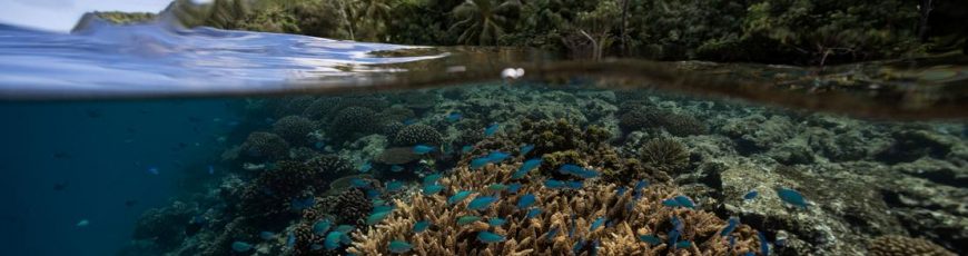 El cambio climático amenaza al 44 % de los arrecifes de coral