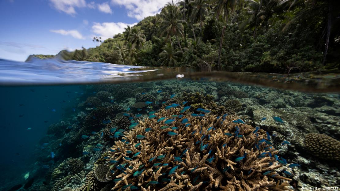 El cambio climático amenaza al 44 % de los arrecifes de coral