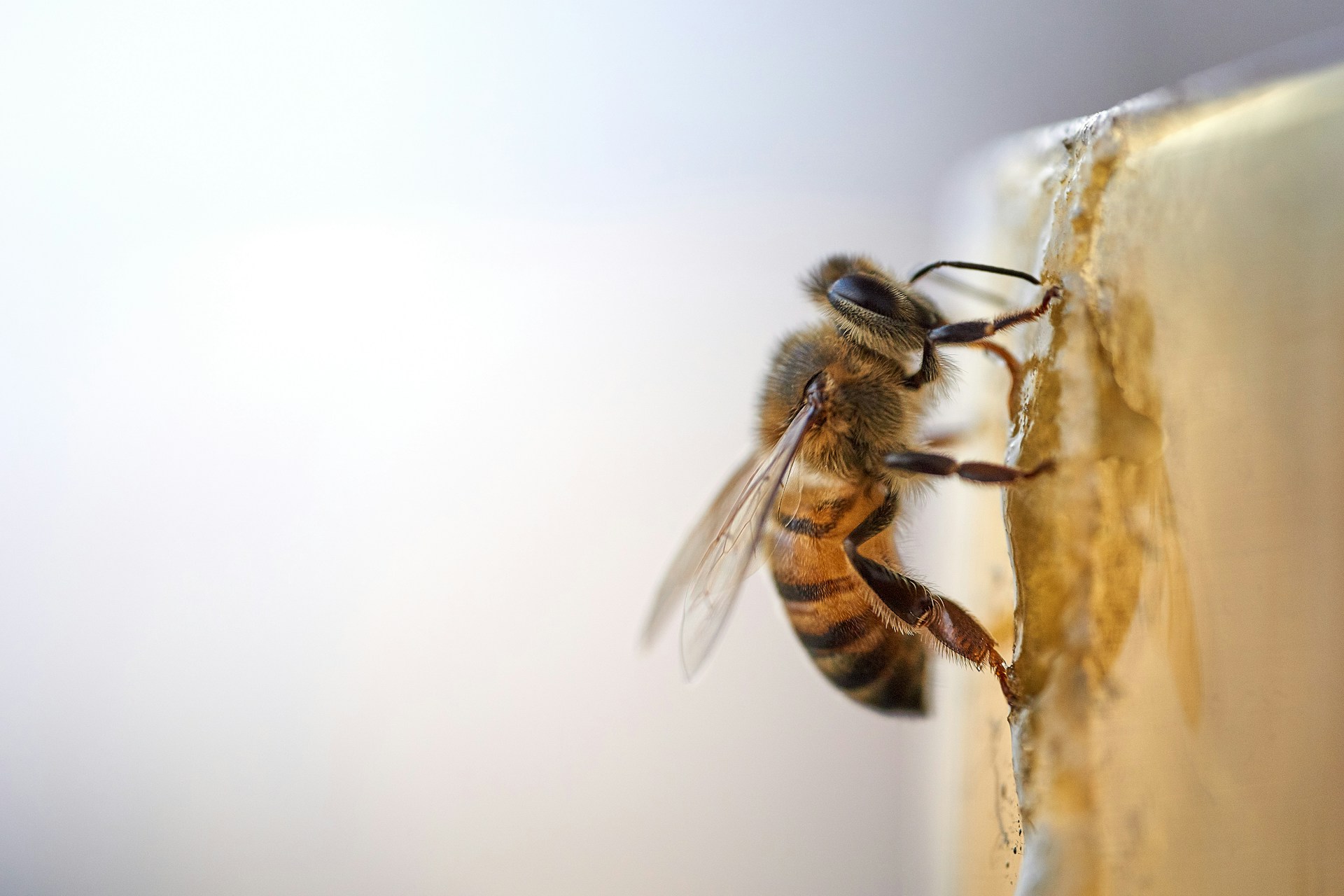 Las abejas y sus complejas sociedades