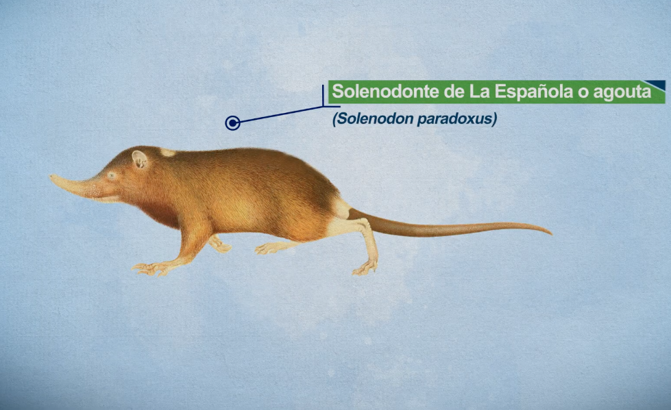 Conoce al solenodonte, una especie en peligro de extinción