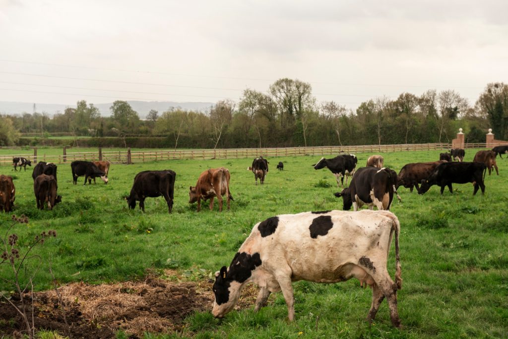 Magnific-https___www.magnific.com_free-photo_cows-grazing-nature_43686018.htm#fromView=search&page=1&position=29&uuid=90c5c524-a66c-4d61-81ec-9965335a1f58&track=ais_hybrid&query=Ga.jpg