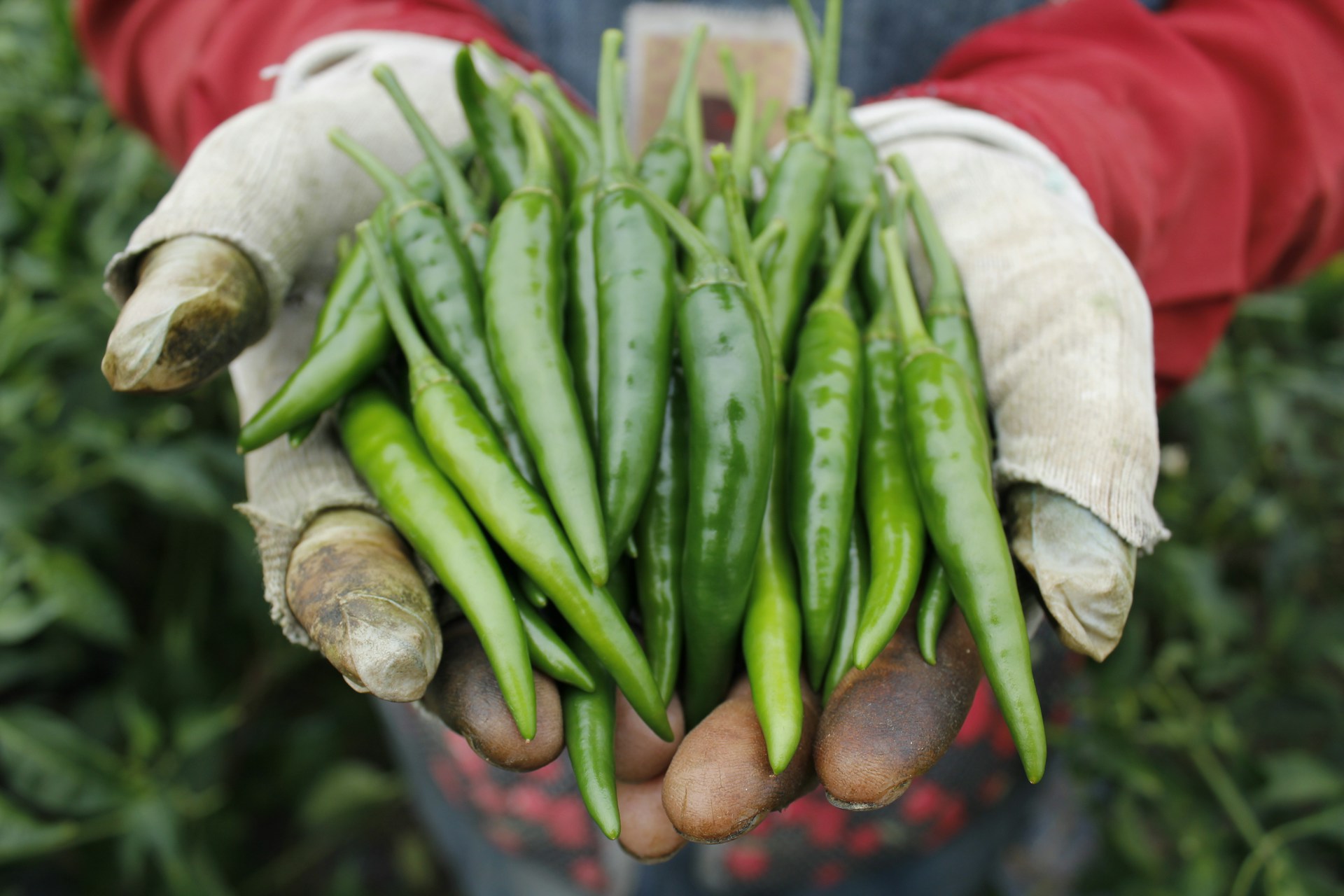 Chile jalapeño: origen y secretos