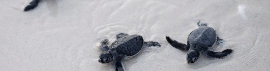 Frente al declive de las especies, la tortuga verde ofrece un rayo de esperanza