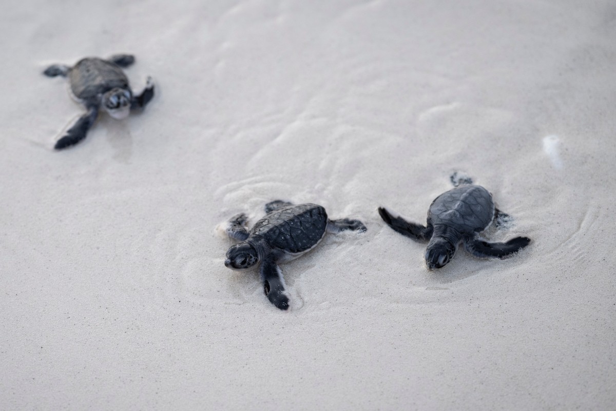 Frente al declive de las especies, la tortuga verde ofrece un rayo de esperanza