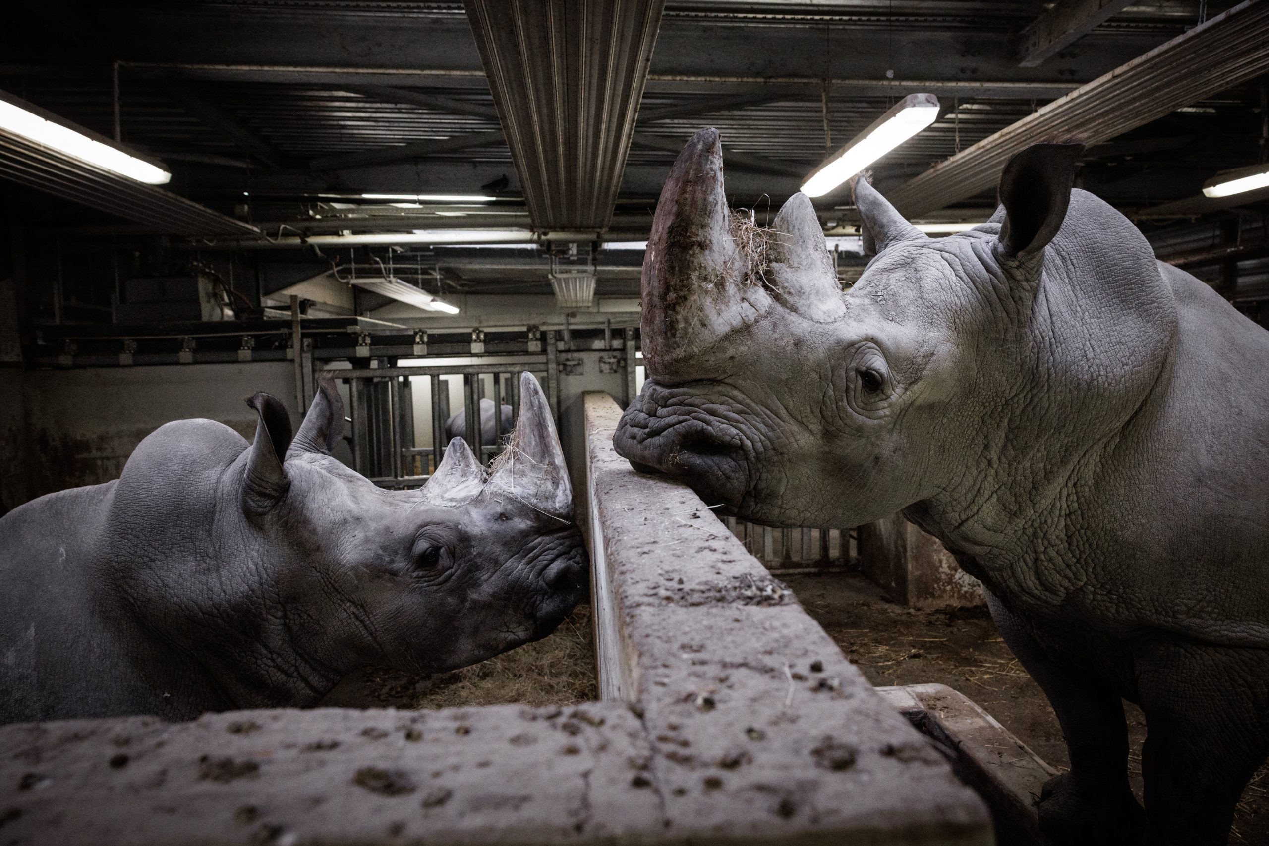 Rinoceronte del zoo de París trasladado a México para preservar diversidad genética de la especie