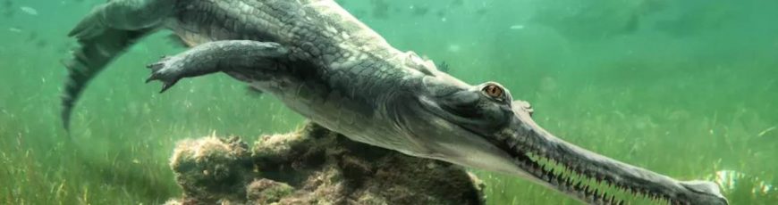 Descubren una nueva especie de cocodrilo extinto en Guiza