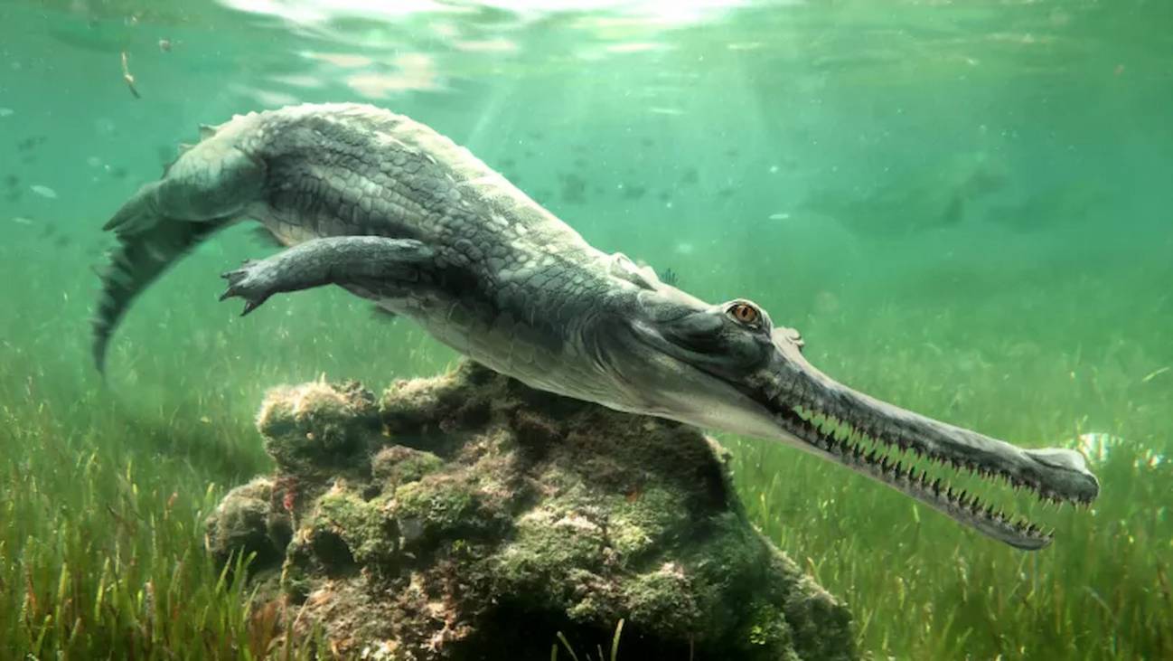 Descubren una nueva especie de cocodrilo extinto en Guiza