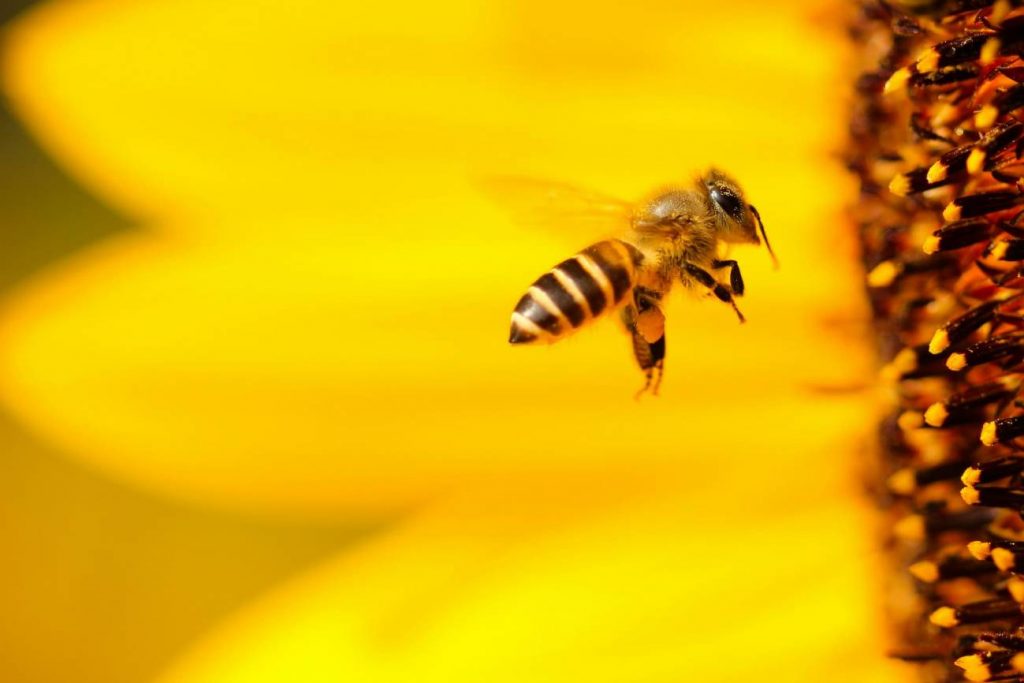 Abeja/Unsplash