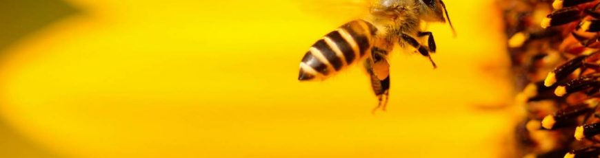 El aguijón de las abejas funciona como una bomba de veneno de doble pistón
