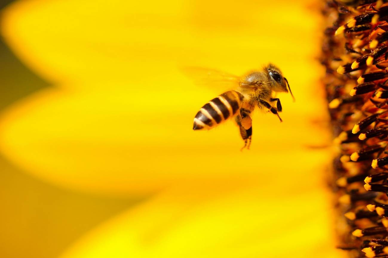 El aguijón de las abejas funciona como una bomba de veneno de doble pistón