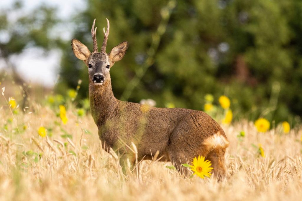 El retorno de los grandes vertebrados, aunque fundamental, puede no reflejar por sí mismo la recuperación de los ecosistemas. / iStock