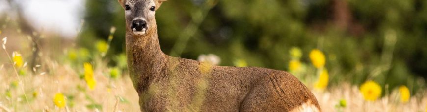 La paradoja de la fauna en el campo: regresan los corzos y lobos, pero disminuyen los pájaros y mariposas