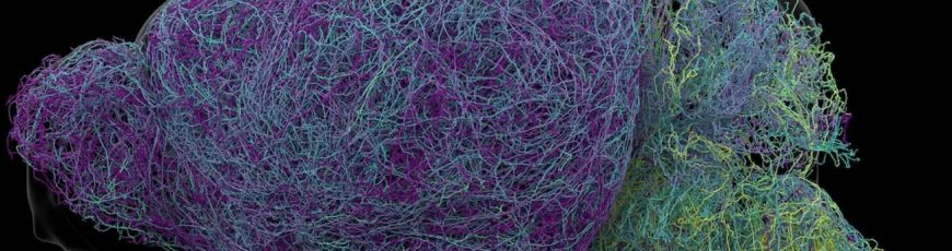 Nuevas claves sobre cómo aprende el cerebro tras hallar la neurona más larga vista en un ratón