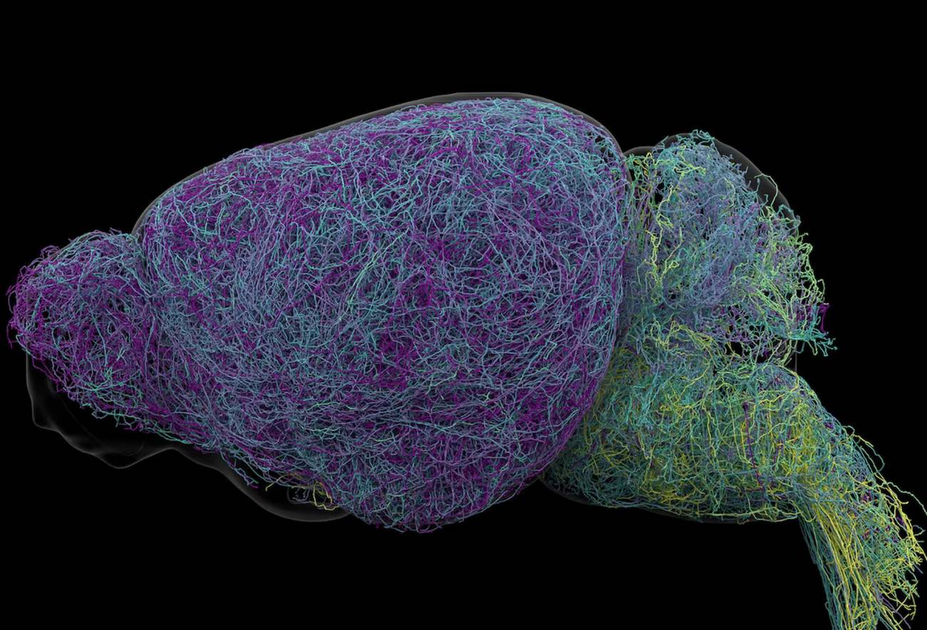 Nuevas claves sobre cómo aprende el cerebro tras hallar la neurona más larga vista en un ratón