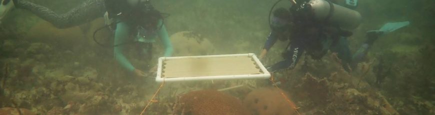 ‘Sombrillas’ submarinas para proteger a los corales de las olas de calor