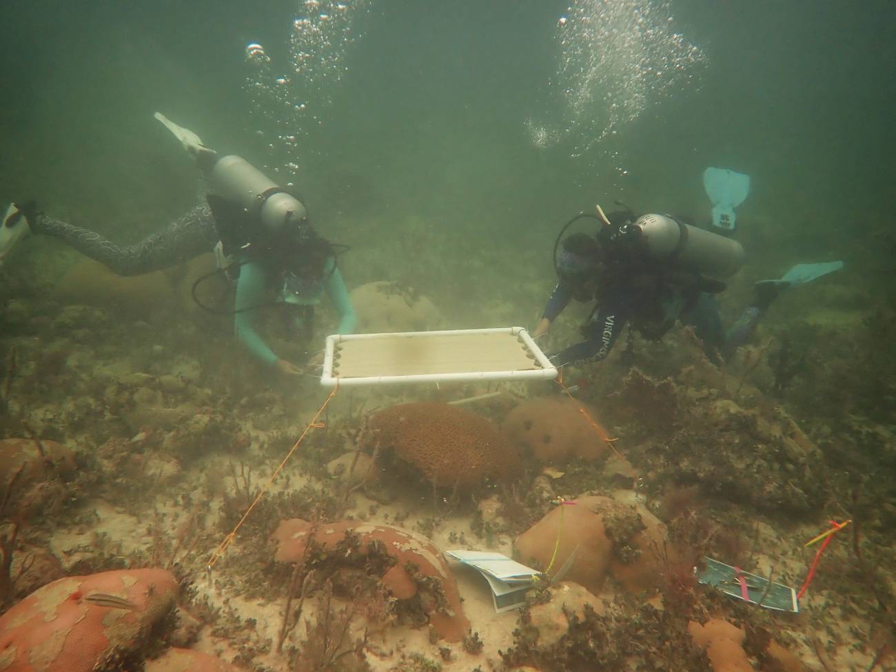 ‘Sombrillas’ submarinas para proteger a los corales de las olas de calor