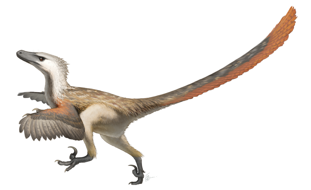 Ilustración de un 'Velociraptor'. / Wikimedia Commons / Fred Wierum