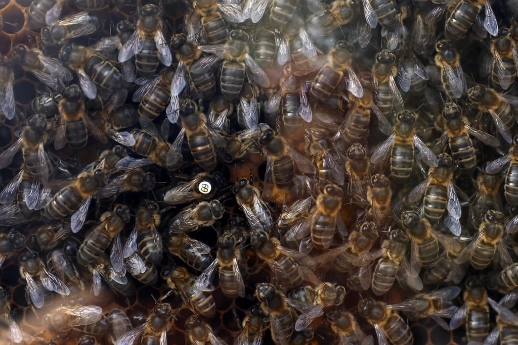 Aspecto de un panal de abejas. EFE/ Jesús Diges