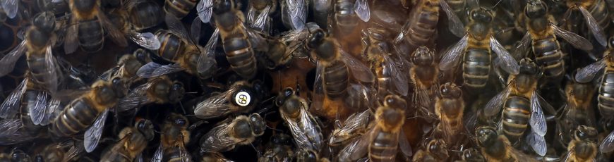 Las especies de abejas en Europa están perdiendo terreno desde hace un siglo