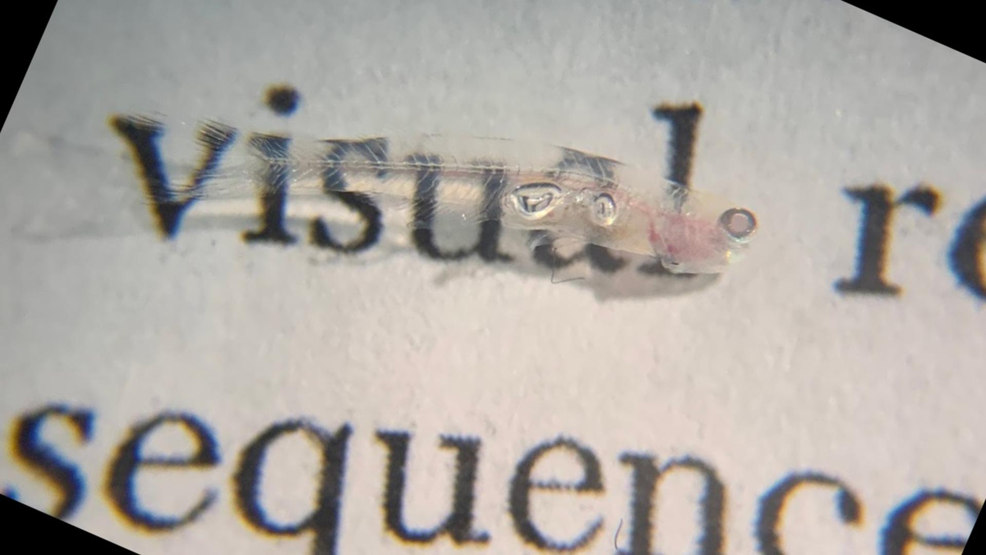 Crean el primer mapa unicelular del cuerpo de un vertebrado adulto, el pez Danionella