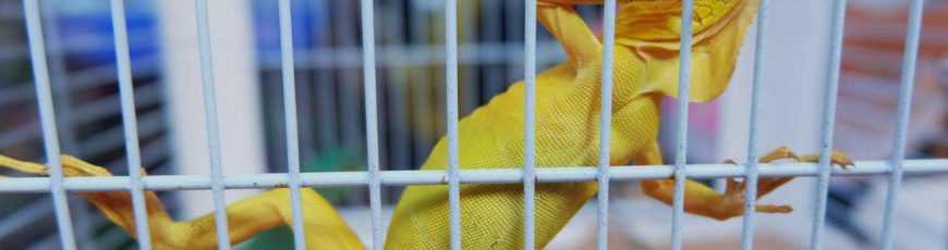 El comercio mundial de especies silvestres es el doble de lo estimado
