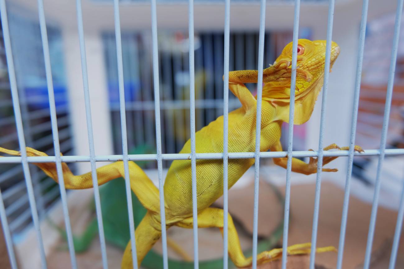 El comercio mundial de especies silvestres es el doble de lo estimado
