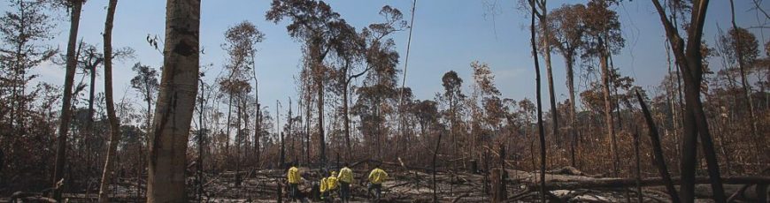 Deforestación mundial disminuye, pero sigue alta