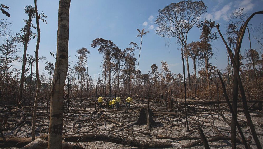 Deforestación mundial disminuye, pero sigue alta