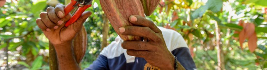Lluvias extremas amenazan rendimientos del cacao