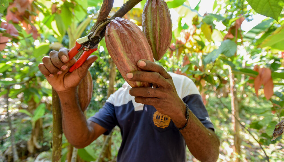 Lluvias extremas amenazan rendimientos del cacao