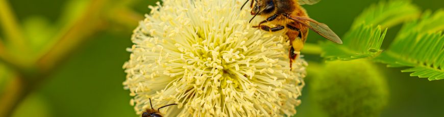 Estudio documenta la diversidad de abejas en los espacios verdes de la capital de Ecuador