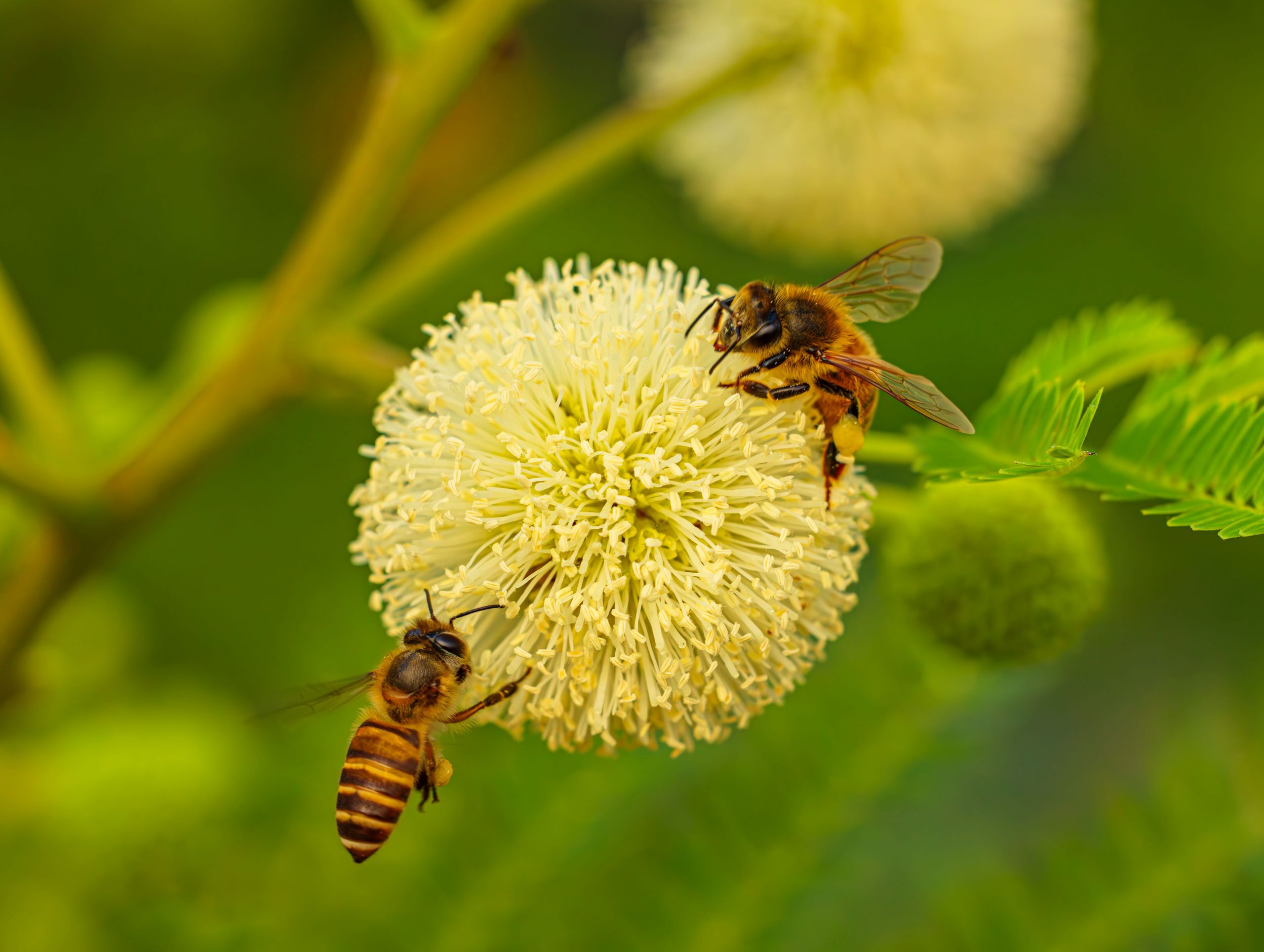 Estudio documenta la diversidad de abejas en los espacios verdes de la capital de Ecuador