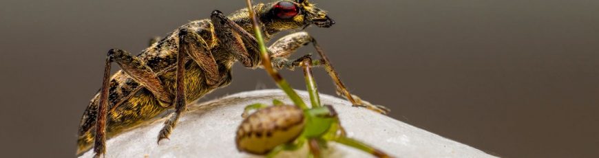 Artrópodos que causan plagas pueden aumentar en zonas templadas hacia 2050, según estudio