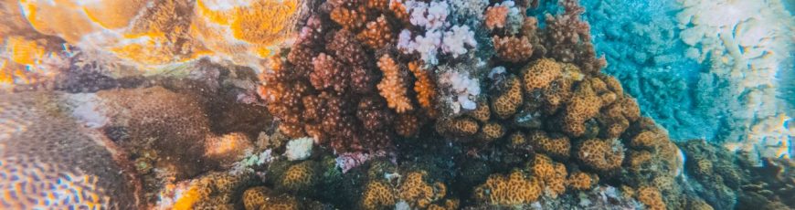 El 96% de los arrecifes de coral podría colapsar de aquí a 2075, según la UICN