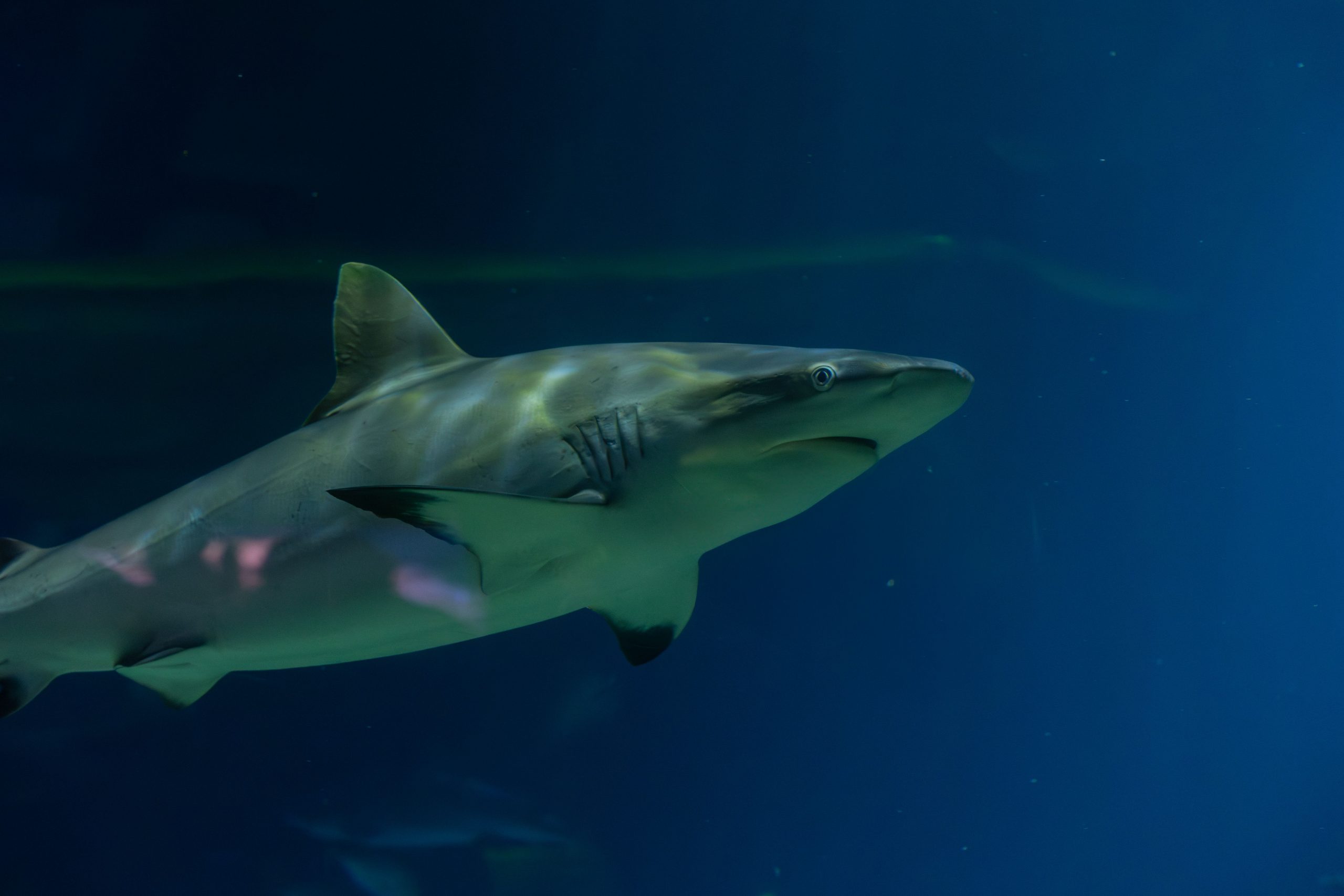 Científicos y pescadores de Ecuador se unen para reducir captura incidental de tiburones