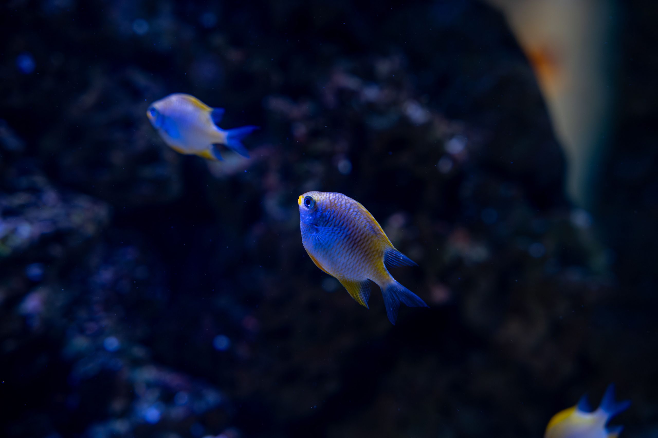 Un estudio constata la mala salud de los peces que viven cerca de las costas urbanizadas