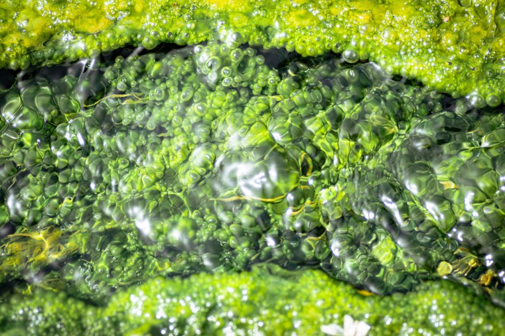 microalgas/Mahmoud Yahyaoui/Pexels