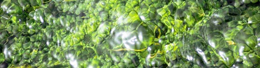 Especial: Brasil apuesta por microalgas para hacer más eficiente el uso de fertilizantes en la agricultura