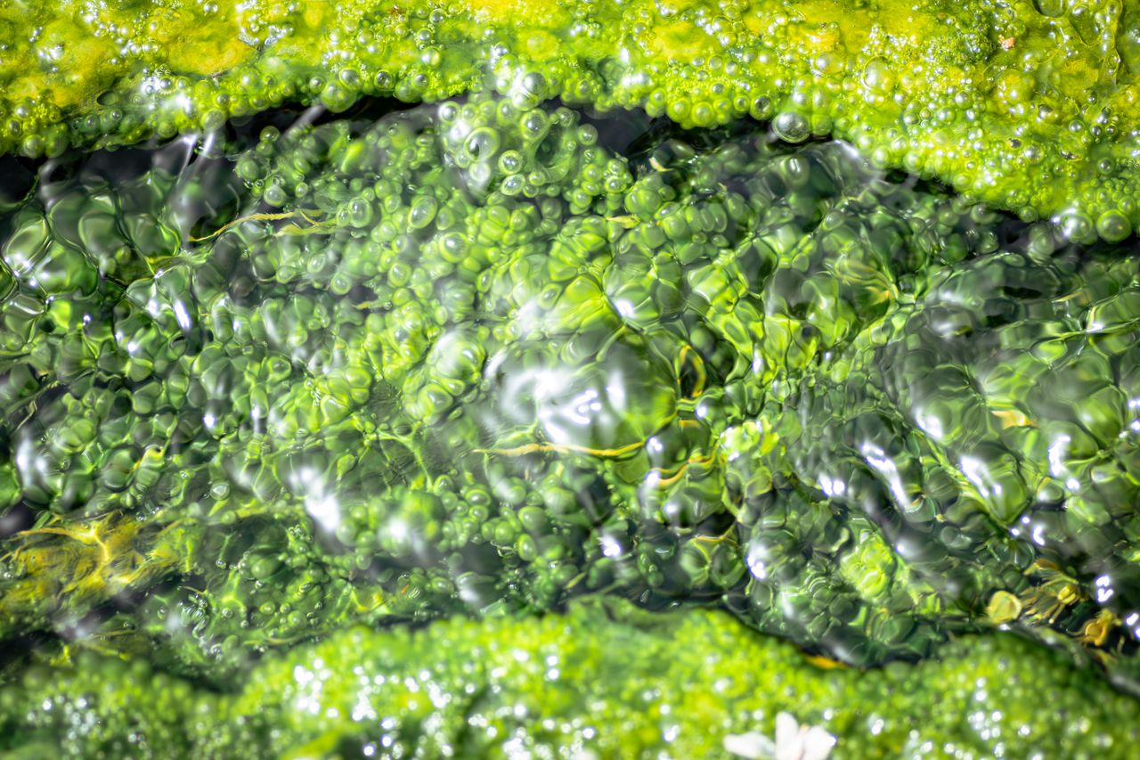 Especial: Brasil apuesta por microalgas para hacer más eficiente el uso de fertilizantes en la agricultura