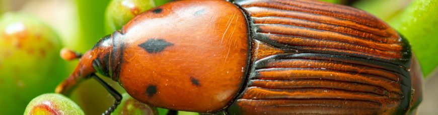 Laboratorio de IA impulsa la detección temprana del picudo rojo en Uruguay