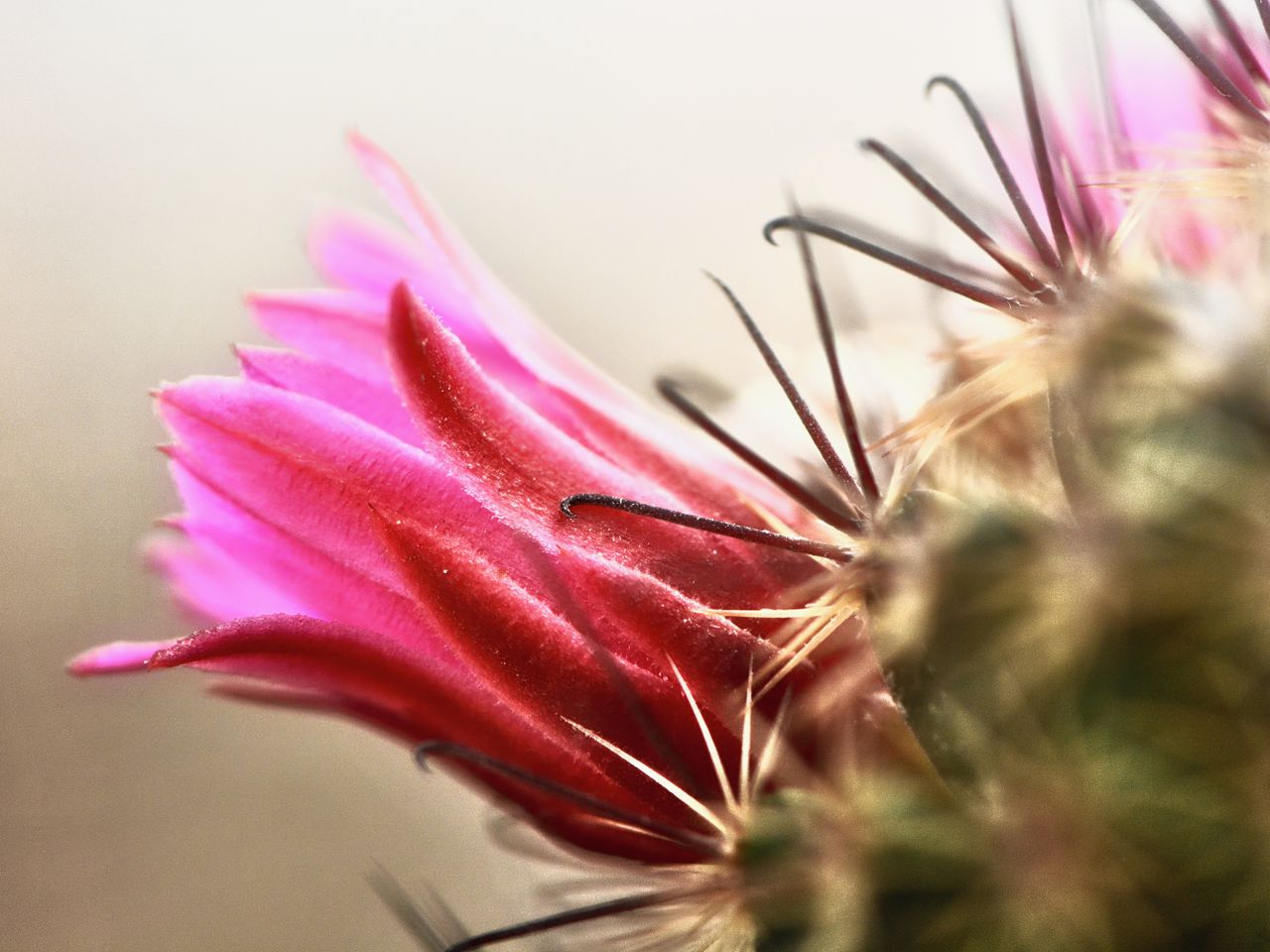 Cooperación chileno-china impulsa el estudio de especies endémicas del Desierto Florido de Atacama