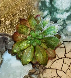 Las plantas se adaptan rápido al cambio climático, pero el calor extremo fija sus límites