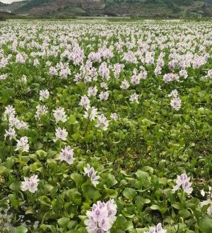 Cinco especies acuáticas invasoras de Sudamérica proliferan en ríos y lagos del mundo